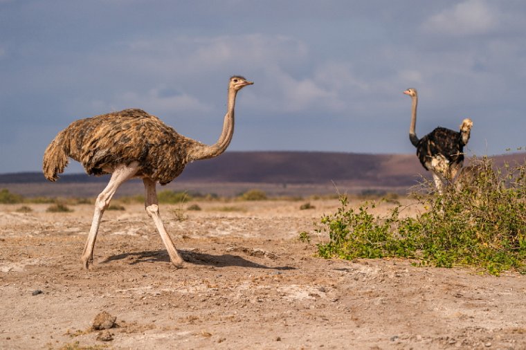 095 Amboseli Nationaal Park.jpg